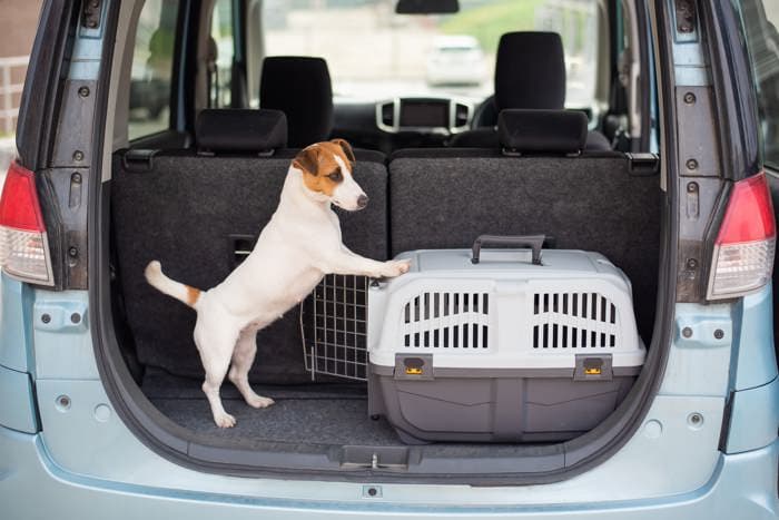 How to Safely Travel With Your Dog in a Car image